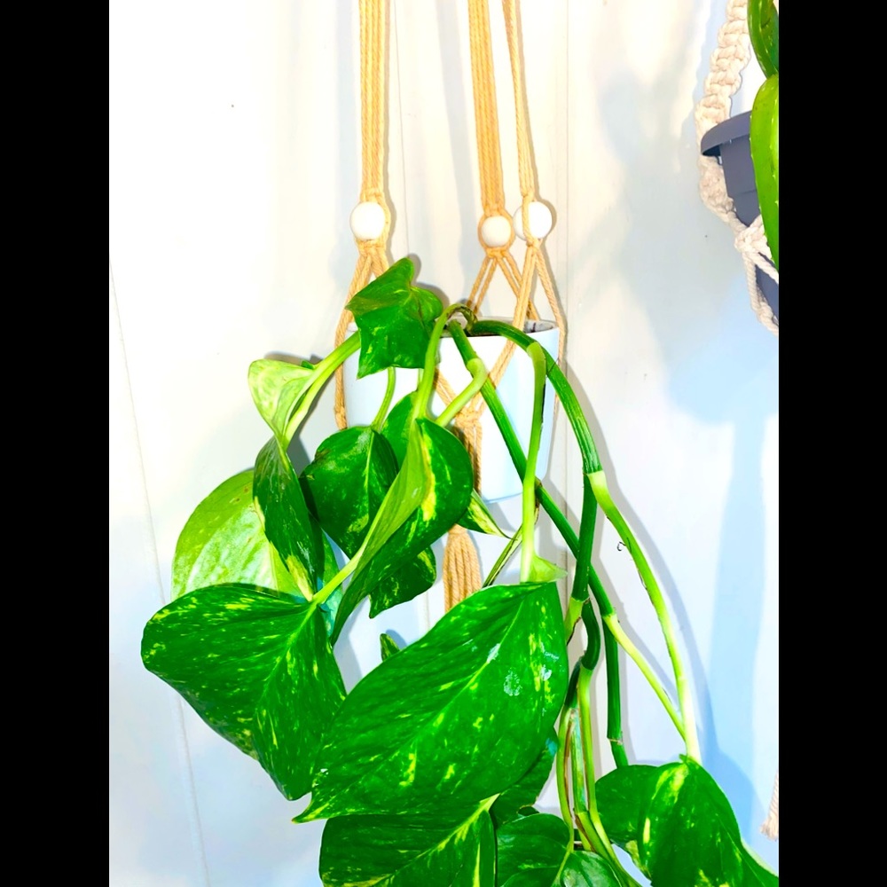 Plant macrame